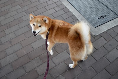 散歩、振り向く柴犬