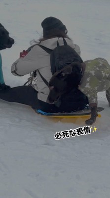 体当たりで女性の乗ったソリを止める茶色い犬