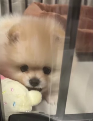 おもちゃを咥えて正面を見ている子犬