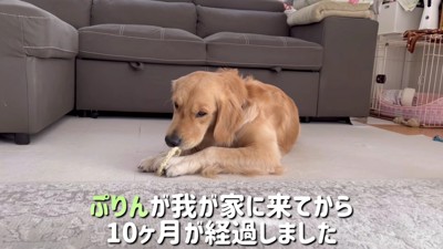 ぷりんちゃんが仲間入り♡