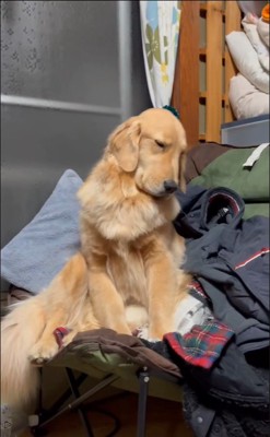 睡魔と戦うウルちゃん9