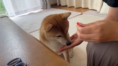 女性におやつをもらう犬