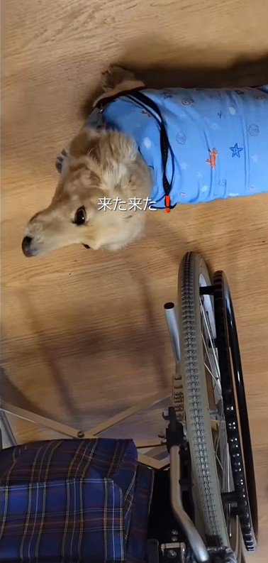 おばあちゃんに会いに来たラクちゃん7