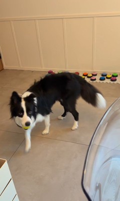 飼い主さんを呼び続けるサンゴくん⑩