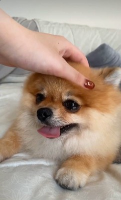 ナデナデされるのが大好き♡