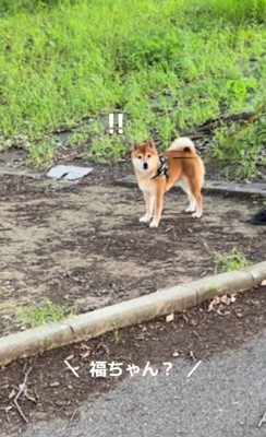 ドッキリに対する福ちゃんの反応6