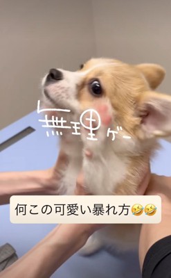前足を上げる子犬2