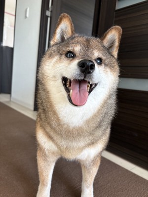 同じ犬