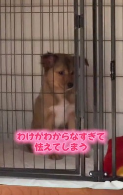 怯えるクルミちゃん