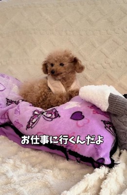 もう一度伝えるパパ