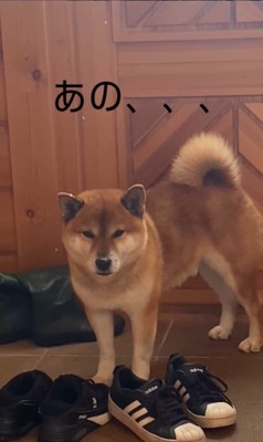 おもらしして落ち込むタロくん4