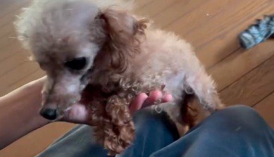 いたるところの毛が薄くなった犬