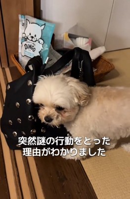 謎の行動をとるすずめちゃん