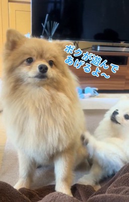 前足でつつくラオウくん