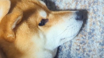 枕を奪われたスティーブくん⑩