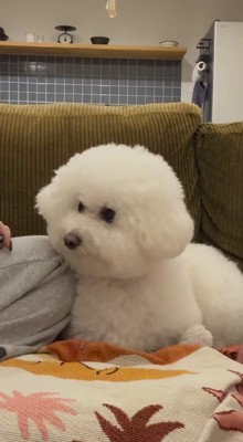 飼い主を見上げる犬