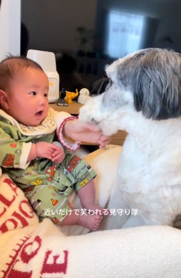 赤ちゃんに近づくわんこ