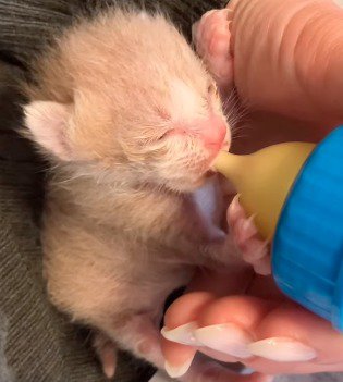 哺乳瓶からミルクを飲む子猫