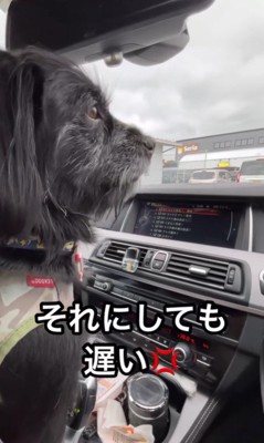 お姉ちゃんを待つトノくん&コテツくん2