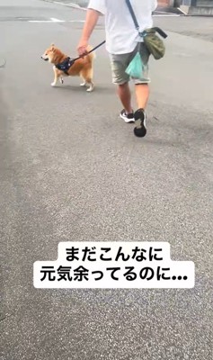 ぶん太くんとパパさんのお散歩7
