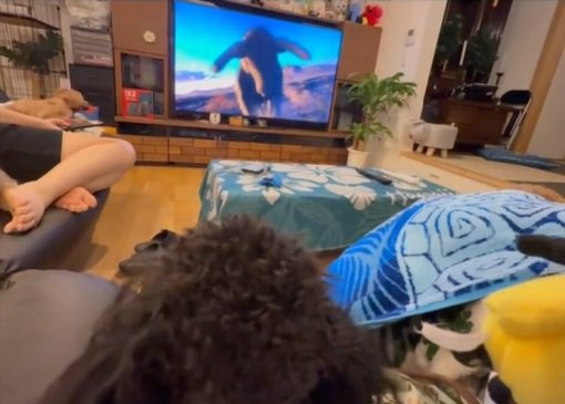 突進する動物を見るある君