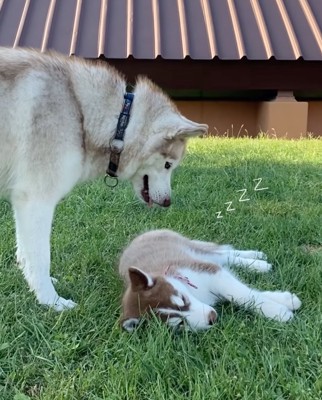 子犬を見つめるハスキー