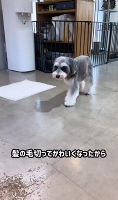 トリミング後のなぎちゃん