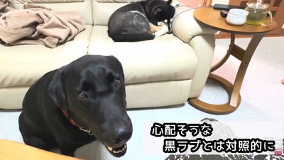 同居犬・銀河くんはオロオロ…
