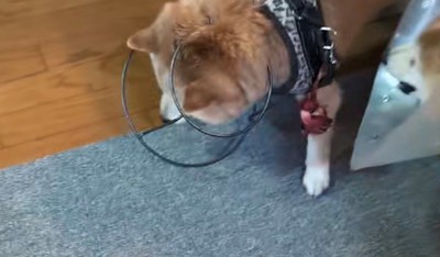 台に頭を突っ込んだ犬がうつむいている様子