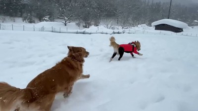 よもぎちゃん＆だいず君の雪への反応3