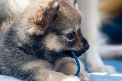 青いひもを噛む