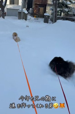 存在感強めなぽんちゃんでした