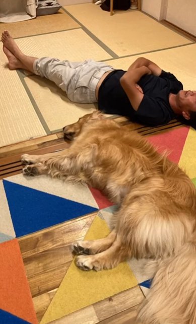 畳に転がる男性とゴールデンレトリバー