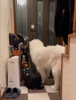 玄関前で待つ超大型犬