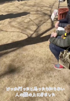 このトイプードルは…