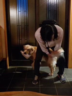 靴をくわえて持ってくる大型犬