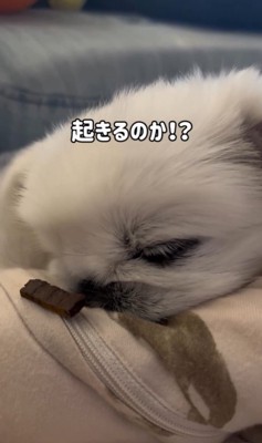 とうふくんの寝起き早食い選手権8