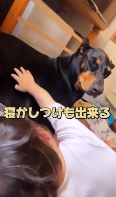 犬の寝かしつけも…