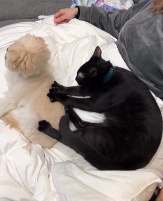 犬の背中をマッサージする猫2