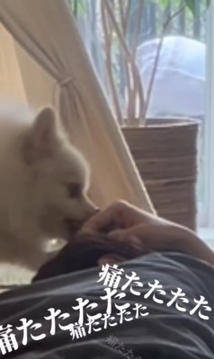 飼い主さんが寝ていた時のエマくん&ハルくん7