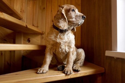 階段に座る犬