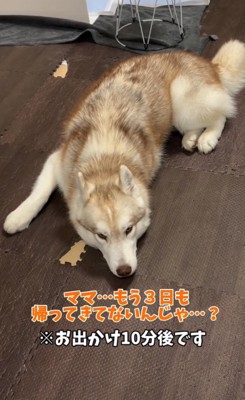 床に伏せるハスキー