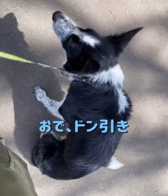 ドン引きする犬