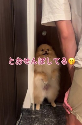 パパに通せんぼ