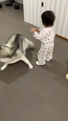 近づく女の子、全速力で逃げるハスキー