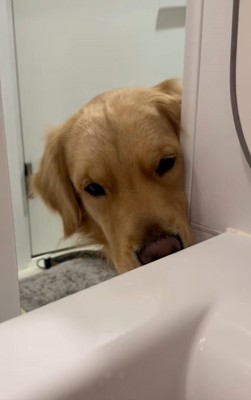 再登場のドドくん