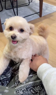 飼い主のひざに前足をのせる犬