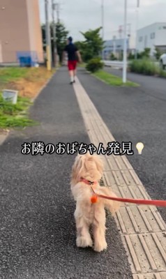 お隣のおばちゃんを発見したちゃちゃ君
