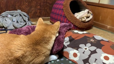 ももちゃんは天くんを見守りながらまったり