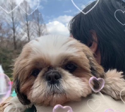 こんなに綺麗なわんこに!